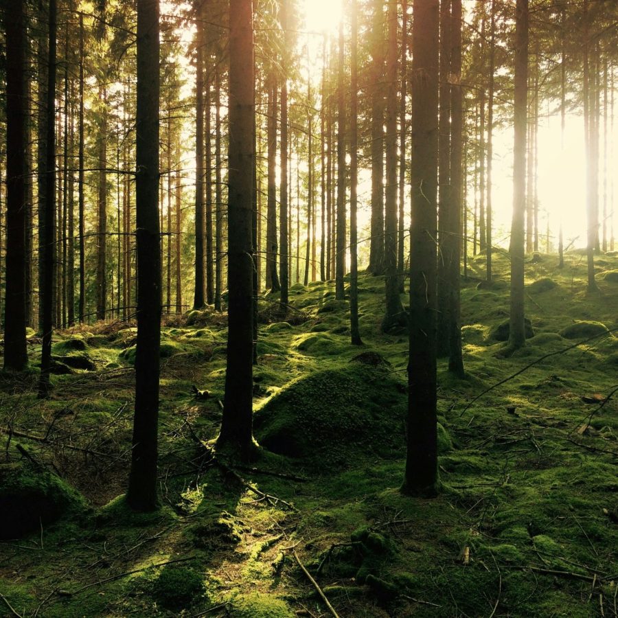 krautwaldkultur bianca heidl kräuterpädagogik permakultur waldbaden frische pflege 10